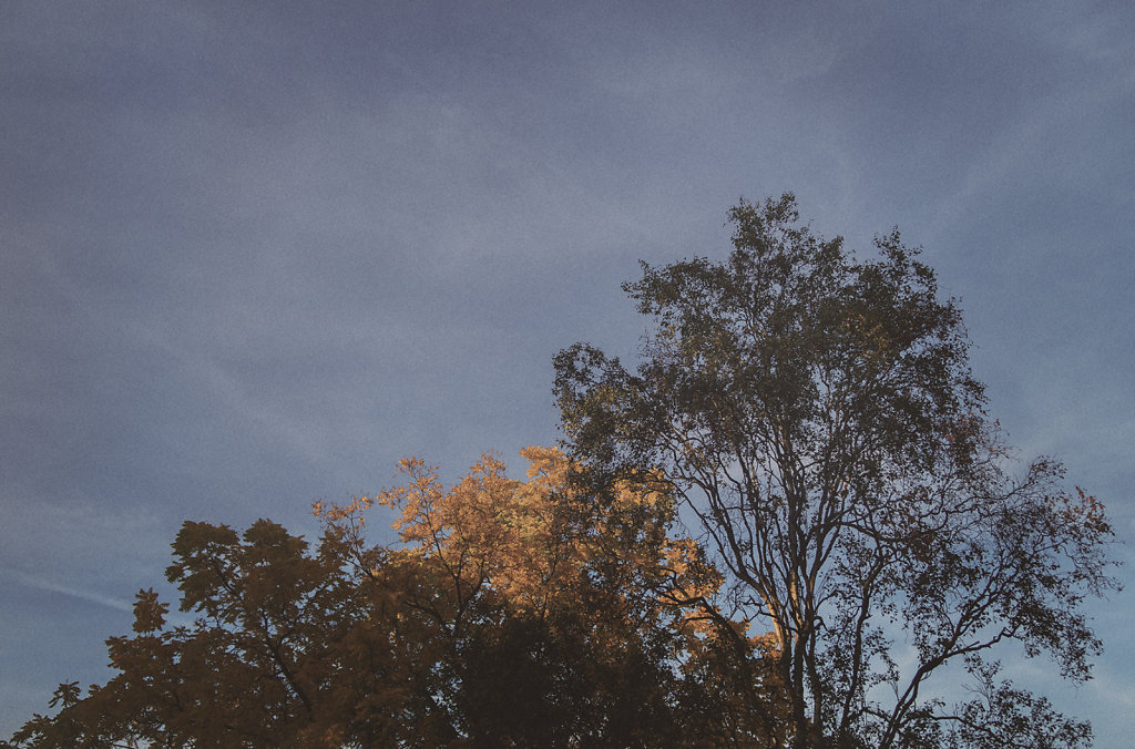 Les arbres des Buttes Chaumont